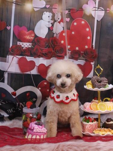 20250216HONEYちゃん